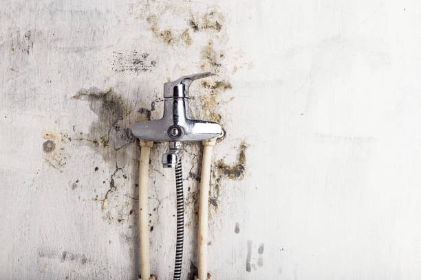 Certified Mold Removal in Los Altos, CA