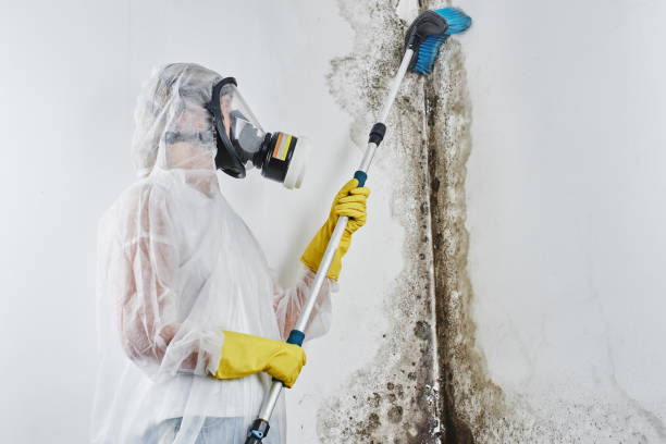 Best Mold Damage Repair  in Los Altos, CA