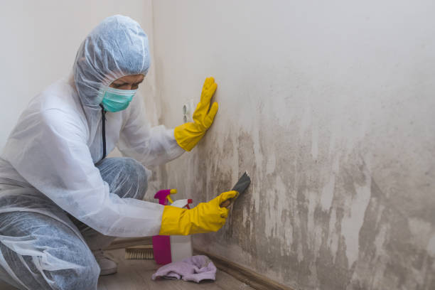 Best Crawl Space Mold Removal  in Los Altos, CA