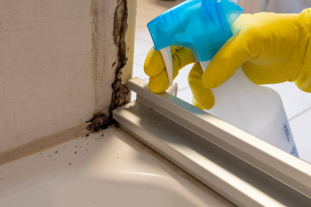 Trusted Los Altos, CA Mold Removal Experts