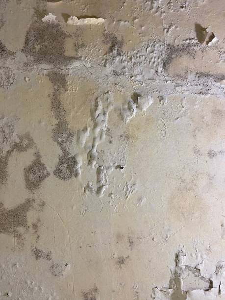 Best Black Mold Removal  in Los Altos, CA
