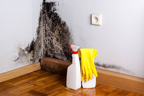 Best Office Mold Removal Services  in Los Altos, CA