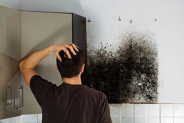 Best Fast Mold Removal  in Los Altos, CA