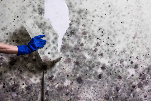 Best Same-Day Mold Removal  in Los Altos, CA