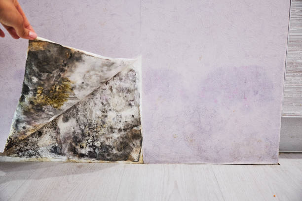 Best Mold Removal Company Near Me  in Los Altos, CA